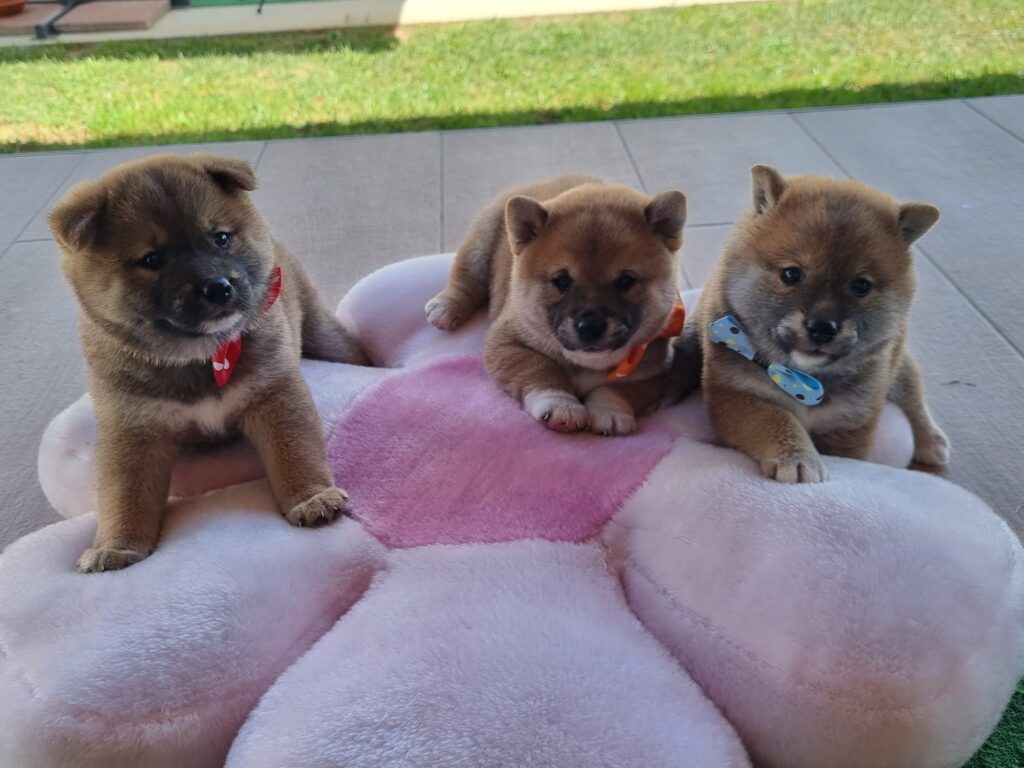 3 Shiba puppies